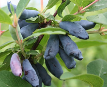 Жимолость Соловей (большой куст)