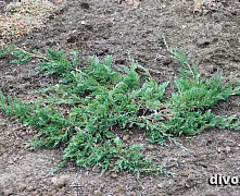 Можжевельник горизонтальный Вилтони (Juniperus hor. Wiltonii) C3 25-30 см B
