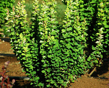 Барбарис тунберга Эректа (Berberis thunbergii Erecta) С5 40-60см