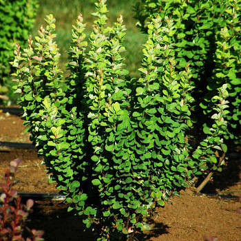 Барбарис тунберга Эректа (Berberis thunbergii Erecta) С5 40-60см