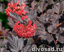 Пузыреплодник калинолистный Рэд Барон (Physocarpus opulifolius Red Baron) С3 30-50см А