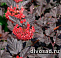 Пузыреплодник калинолистный Рэд Барон (Physocarpus opulifolius Red Baron) С3 30-50см А