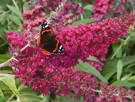 Буддлея Давида Роял Ред (Buddleja davidii Royal Red) 40-60 см 2 вет. А