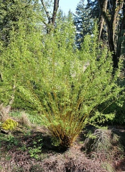 Ива белая Вителлина (Salix alba Vitellina) 80-120 см А
