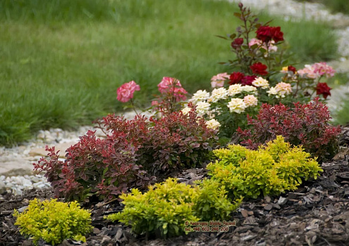 Барбарис Тунберга Тини Голд (Berberis thunbergii Tiny Gold) С2 15-20 