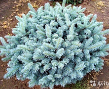 Ель колючая Глаука Глобоза (Picea pungens Glauca Globosa) C32 50-70см