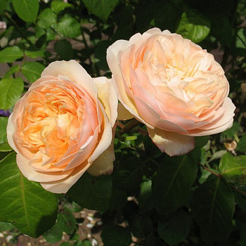 Роза английская Джульет (Juliet)