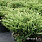 Можжевельник горизонтальный Андорра Компакт (Juniperus hor. Andorra Compact) C7.5 40-50 см.