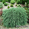 Можжевельник горизонтальный Вилтони (Juniperus hor. Wiltonii) C12 50-60 cm. А