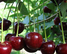 Вишня Путинка