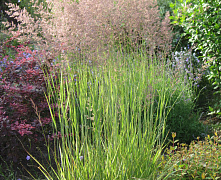 Вейник остроцветковый Овердам (Calamagrostis × acutiflora Overdam) С2 30-40 см