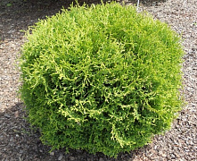 Туя западная Хосери (Thuja occ. Hoseri) С2 20-25