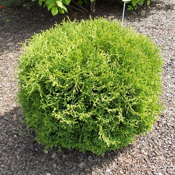 Туя западная Хосери (Thuja occ. Hoseri) С2 20-25