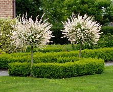 Ива цельнолистная Хакуро-Нишики (Salix integra 'Hakuro-nishiki') С5 100-120 см штамб