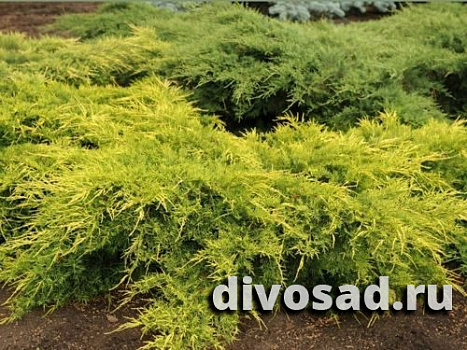 Можжевельник средний Пфитцериана Олд Голд (Juniperus pfitzeriana Old Gold)  С3 25-30см