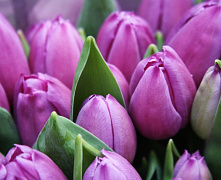 Тюльпаны 1шт витрина 