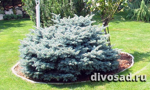 Ель колючая Глаука Глобоза (Picea pungens Glauca Globosa) C65 60-80 см. Растение-солитер