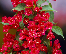 Вейгела цветущая Ред Принц (Weigela florida Red Prince) С2 П