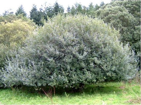 Ива пепельная (Salix cinerea) 