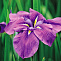 Ирис мечевидный Ройал Баннер (Iris ensata 'Royal Banner')С1\С3