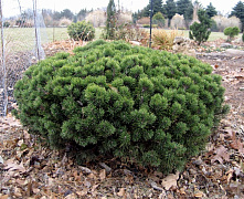 Сосна горная Мопс (Pinus mugo Mops) С5 20-25 см