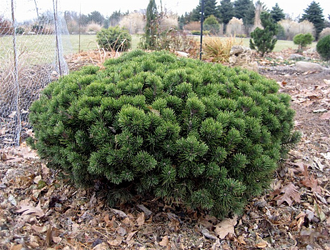 Сосна горная Мопс (Pinus mugo Mops) С5 20-25 см