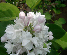 Сирень обыкновенная Красавица Москвы (Syringa vulgaris Krasavitsa Moskvy) 60-80 см А