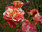 Роза флорибунда Альфред Сислей (Alfred Sisley)