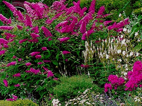 Буддлея Давида Роял Ред (Buddleja davidii Royal Red) 40-60 см 2 вет. А