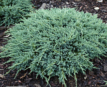 Можжевельник чешуйчатый Блю Карпет (Juniperus squamata Blue Carpet) C2 15-20 см К