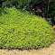 Тимьян Thymus citriodorus ’Aureus’р9 П