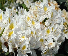Рододендрон Мадам Массон (Rhododendron Madame Masson) С2
