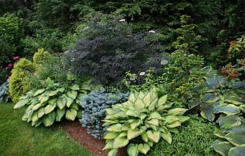 Бузина черная Лациниата (Sambucus nigra Laciniata) 60-100 см 