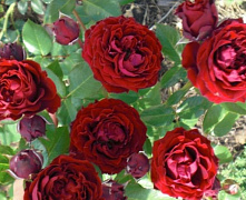 Роза спрей Таманго (Tamango)