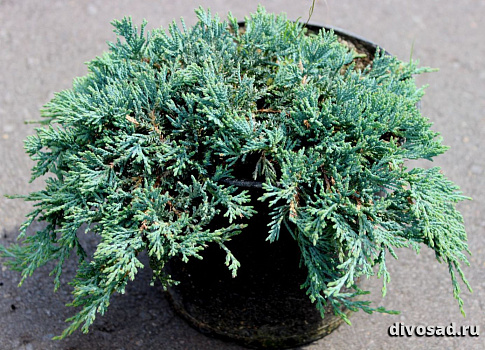 Можжевельник горизонтальный Айс Блю (Juniperus horizontalis Icee Blue) С7,5 30-40см