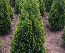 Туя западная (Thuja occidentalis) 30-50 см А