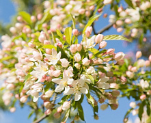 Яблоня торинго Брауэрс Бьюти (Malus toringo 'Brouwers Beauty) 