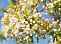 Яблоня торинго Брауэрс Бьюти (Malus toringo 'Brouwers Beauty) 