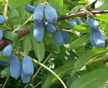 Жимолость Лазурная (большой куст)