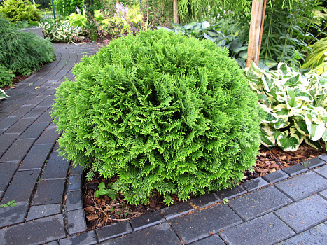 Туя западная Даника (Thuja occ. Danica) C35, 60-70 см.