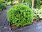 Туя западная Даника (Thuja occ. Danica) C35, 60-70 см.