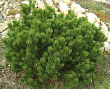 Сосна горная Гном (Pinus mugo Gnom) 40-60 см. C15