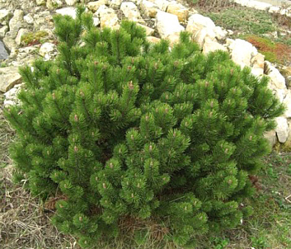 Сосна горная Гном (Pinus mugo Gnom) 40-60 см. C15
