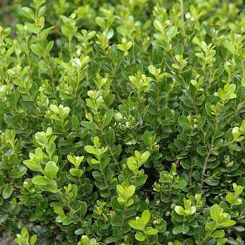 Самшит вечнозелёный (Buxus sempervirens) 25-30 см В