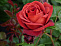 Роза парковая Терракота(саженец класса АА+) высший сорт