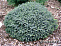 Ель черная Нана (Picea mariana Nana) C7.5 30-50 см.