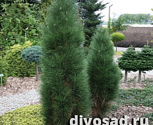 Сосна черная Грин Тауэр (Pinus nigra Green Tower) С18  60-70 см (Д)