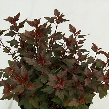 Пузыреплодник калинолистный Литл Джокер (Physocarpus opul. Little Joker) 20-30 см 2/3 вет.  А