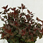 Пузыреплодник калинолистный Литл Джокер (Physocarpus opul. Little Joker) 20-30 см 2/3 вет.  А