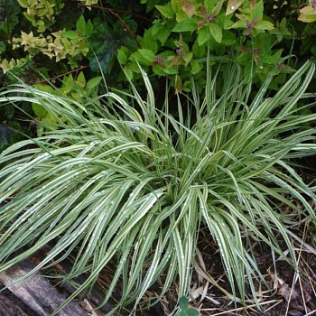 Молиния голубая Вариегата (Molinia caerulea Variegata) р9